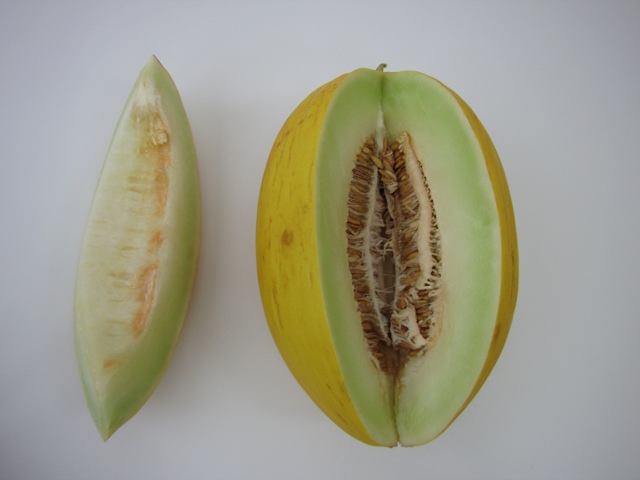 Yellow canary type melon 54-455 p1
